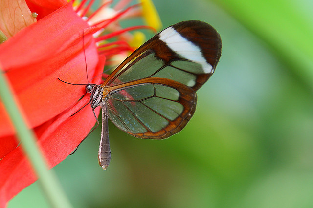   glasswing butterfly